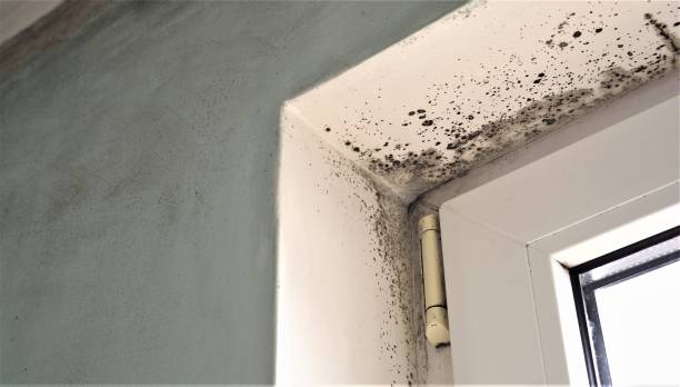 Best Black Mold Removal  in Rosebud, SD