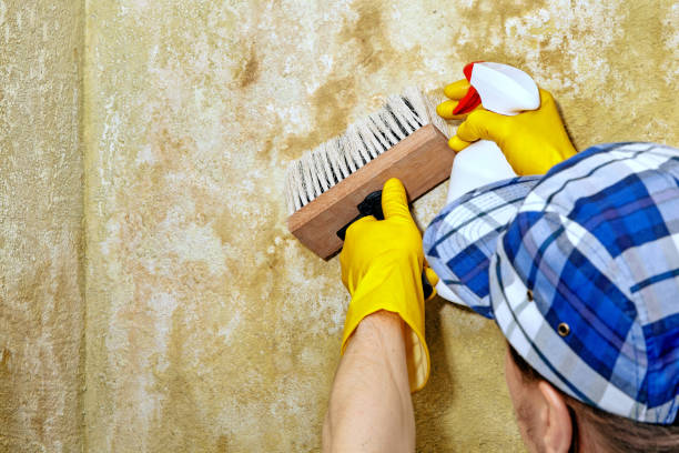 Best Post-Construction Mold Inspection  in Rosebud, SD