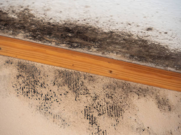 Best Forensic Mold Investigation  in Rosebud, SD
