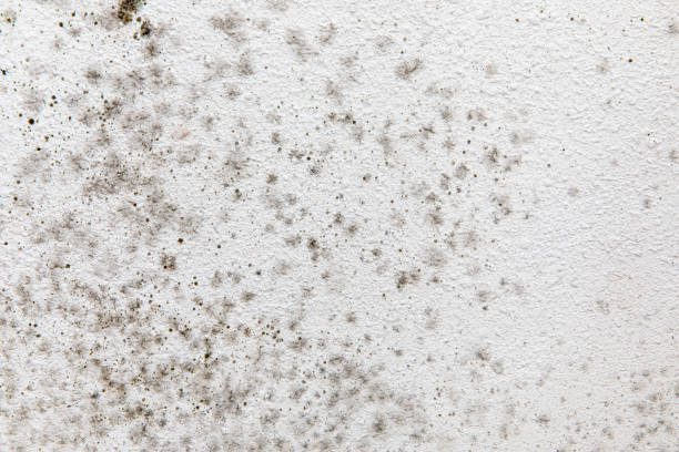 Best Asbestos and Lead Testing During Mold Inspection  in Rosebud, SD