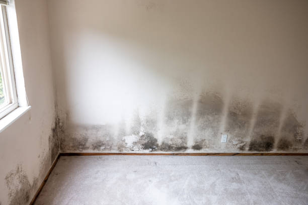 Best Mold Damage Restoration  in Rosebud, SD