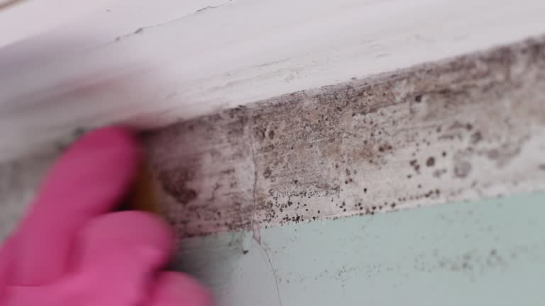 Best Mold Removal for HVAC Installations  in Rosebud, SD